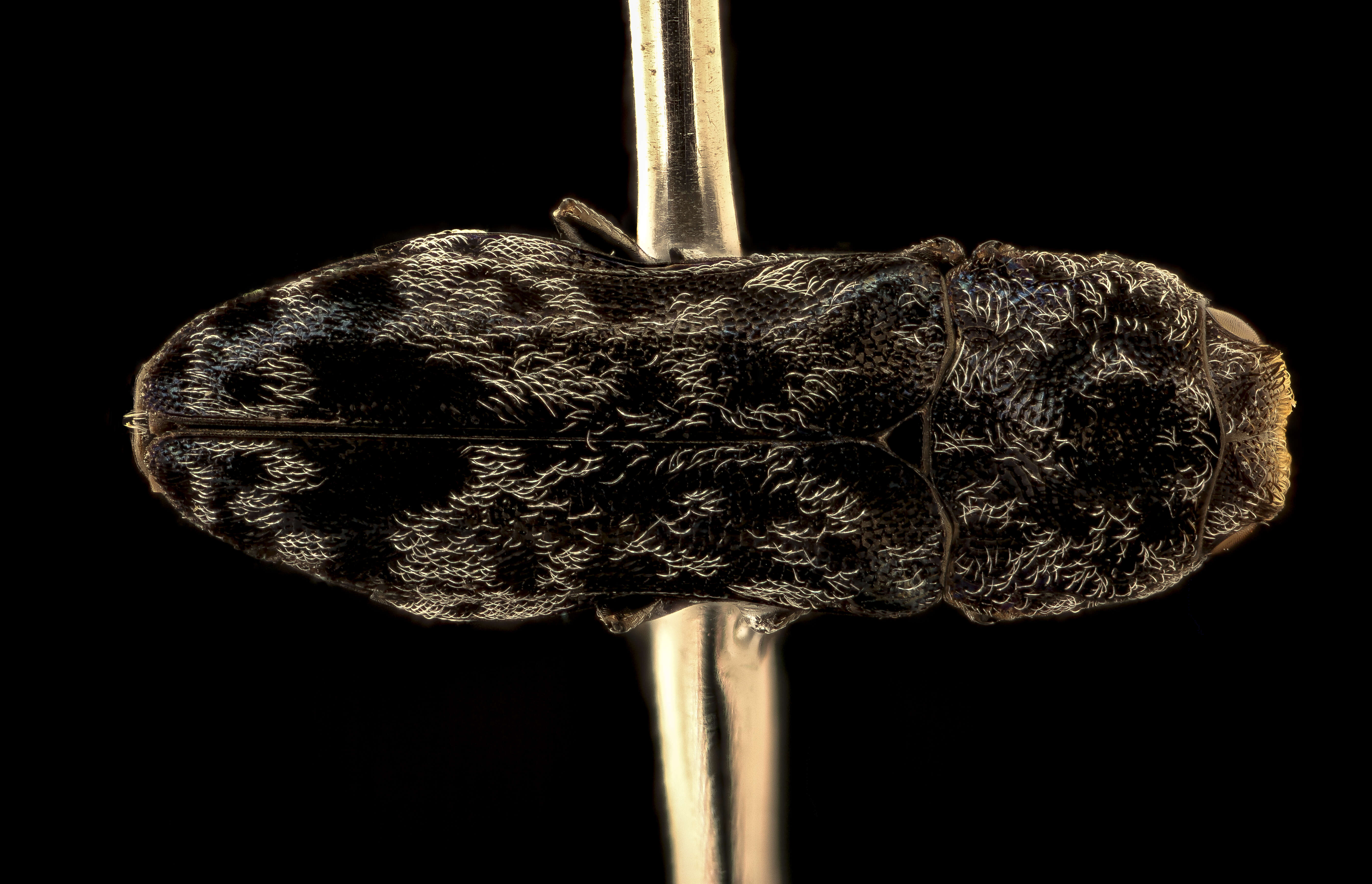 Image of beetles