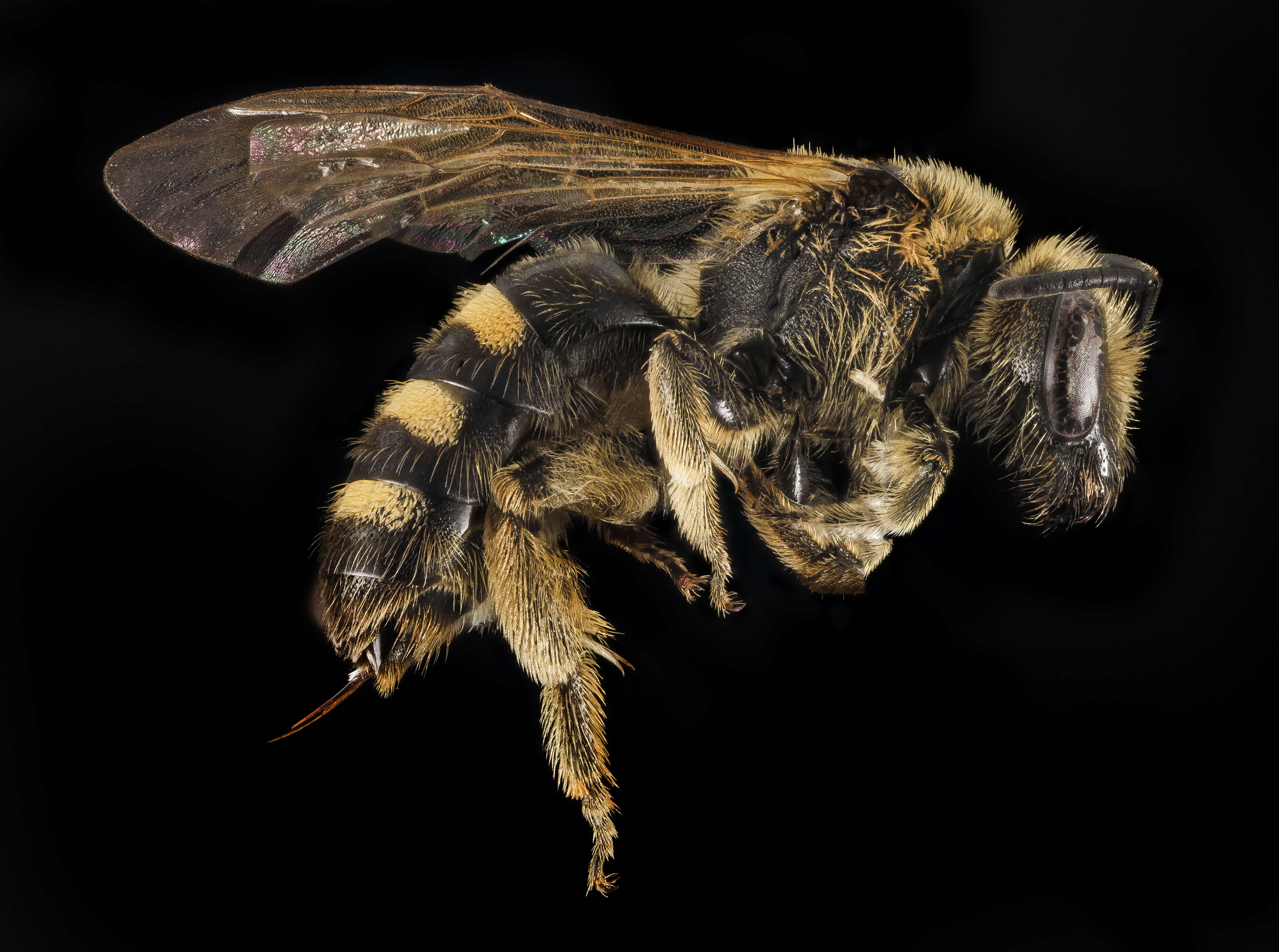 Image of Lasioglossum egregium (Vachal 1904)