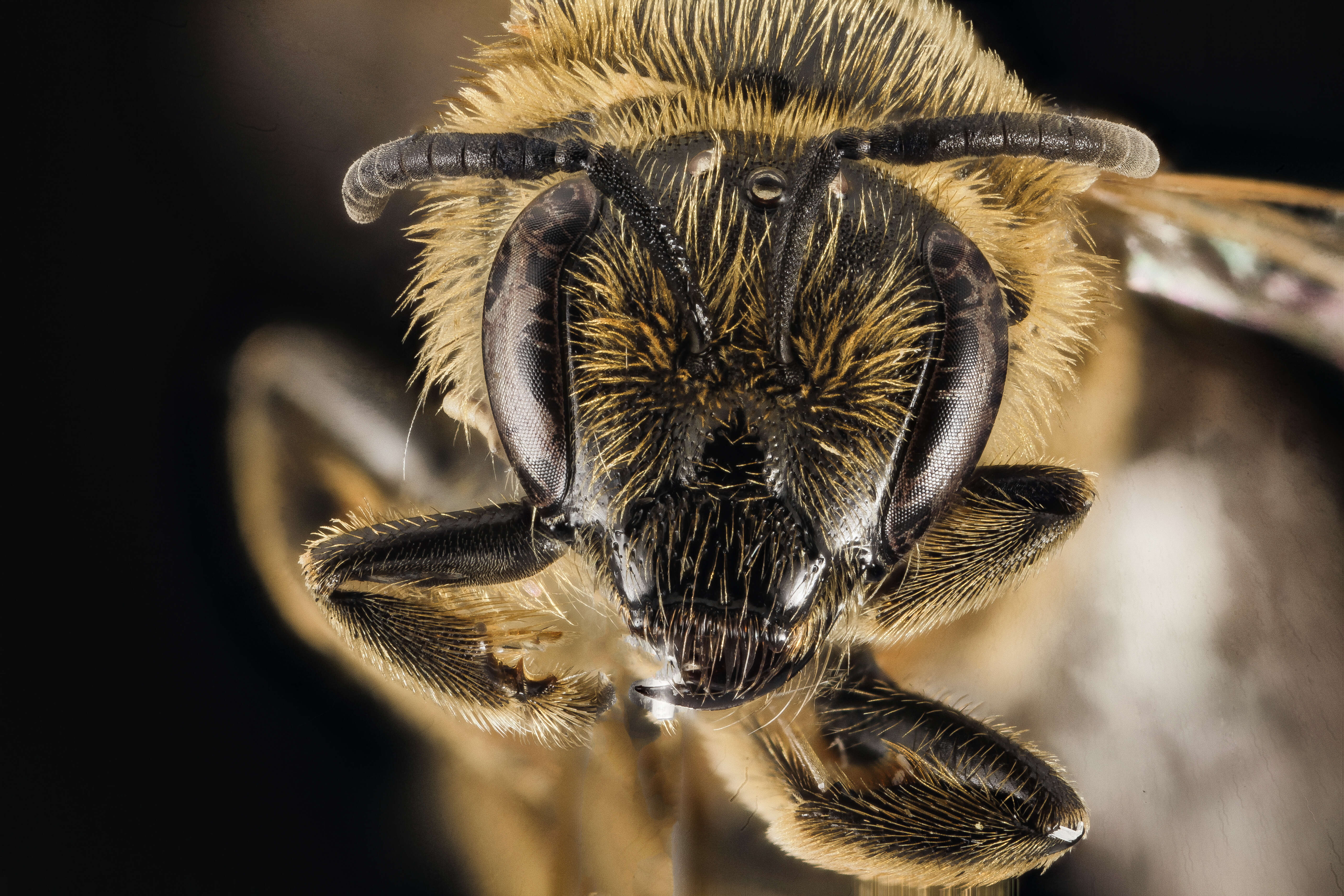 Image of Lasioglossum egregium (Vachal 1904)