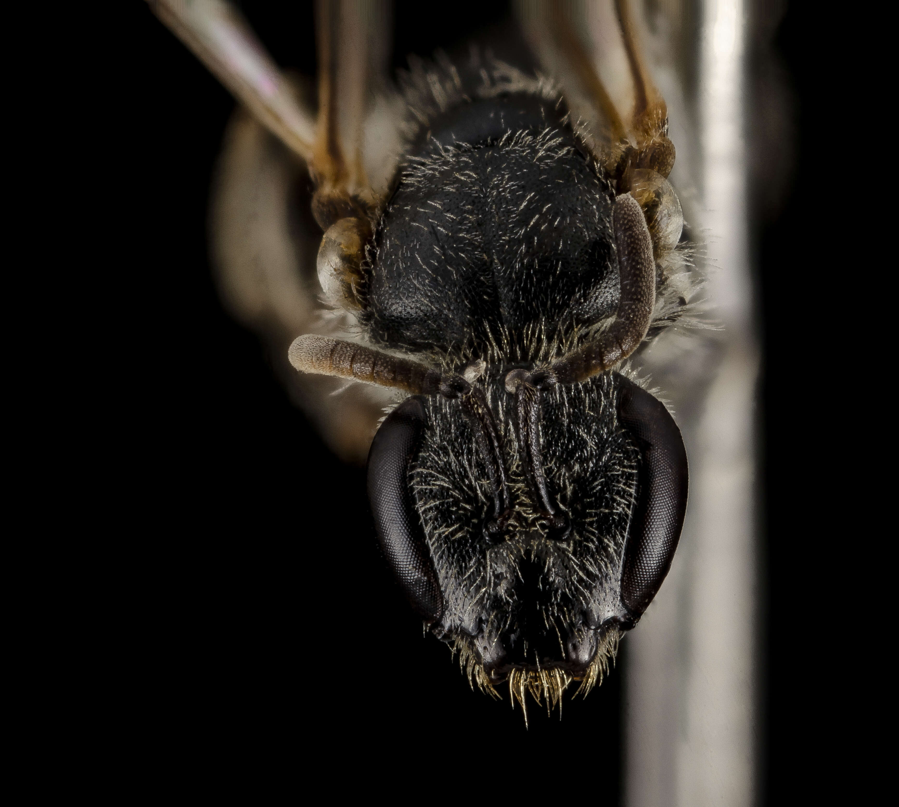 Image of Lasioglossum pulveris (Cockerell 1930)