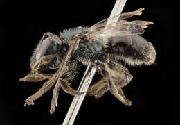 Image of Lasioglossum marinense (Michener 1936)