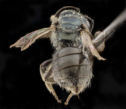 Image of Lasioglossum marinense (Michener 1936)