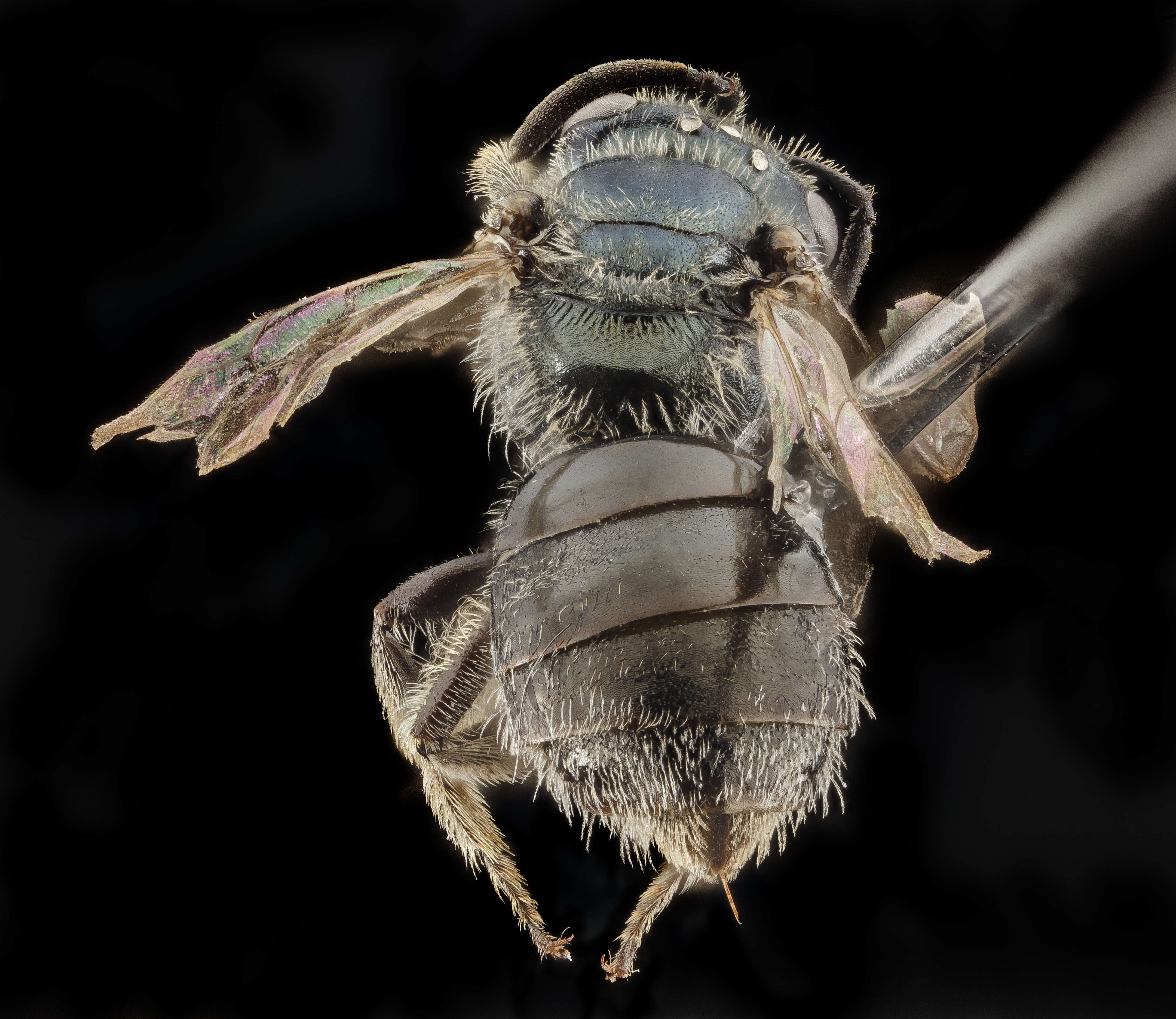 Lasioglossum marinense (Michener 1936)的圖片