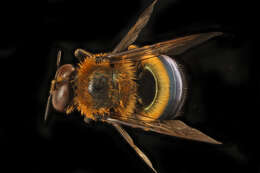 Image of Southern Carpenter Bee