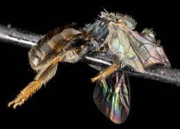 Image of Lasioglossum flaveriae (Mitchell 1960)