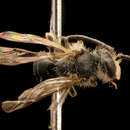 Image of <i>Andrena personata</i> Robertson 1897