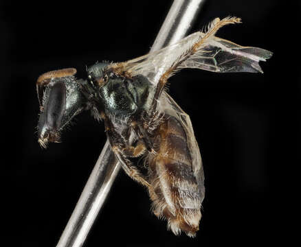 Lasioglossum brunneiventre (Crawford 1907)的圖片