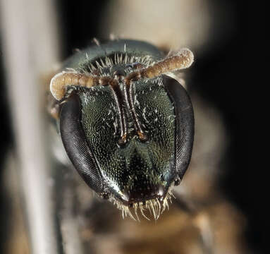 Lasioglossum brunneiventre (Crawford 1907)的圖片