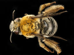 Image of Pruinose Squash Bee