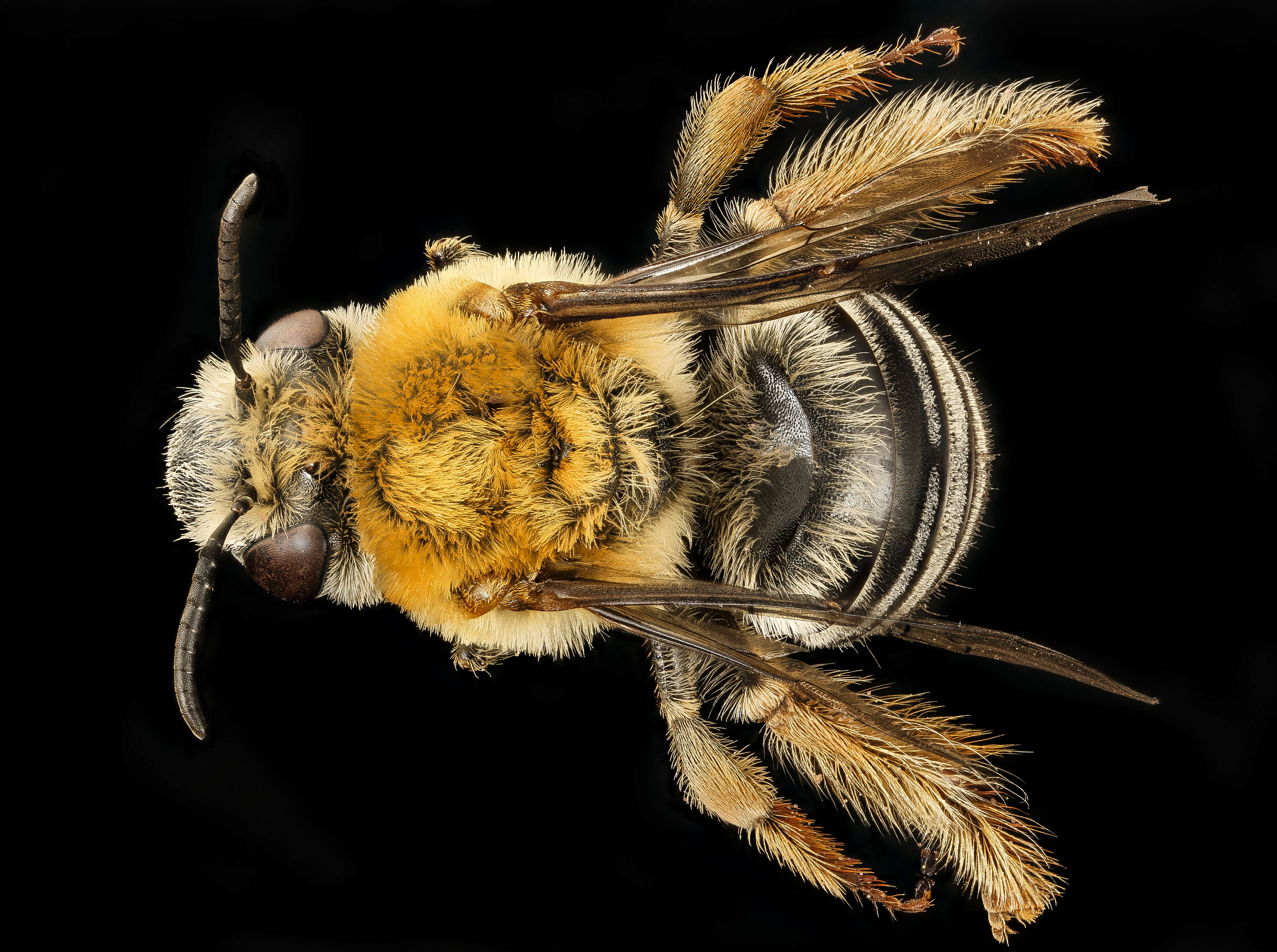 Image of Pruinose Squash Bee