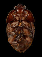 Image of Small Hive Beetle