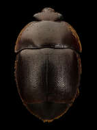 Image of Small Hive Beetle