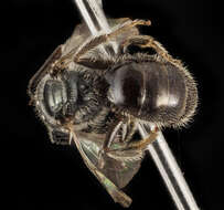 Lasioglossum platyparium (Robertson 1895)的圖片