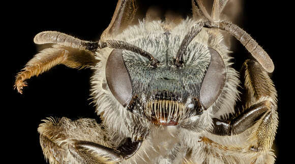 Image of Lasioglossum callidum (Sandhouse 1924)