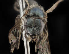 Image of Lasioglossum marinense (Michener 1936)