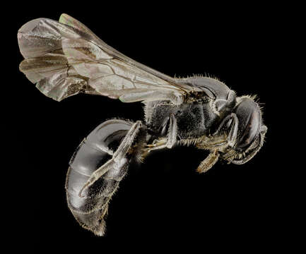 Imagem de Hylaeus basalis (Smith 1853)