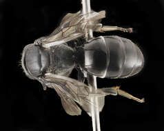 Image of Basal Masked Bee