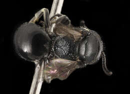 Imagem de Hylaeus annulatus (Linnaeus 1758)