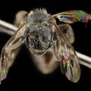 صورة Lasioglossum platyparium (Robertson 1895)