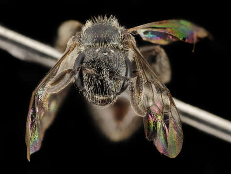 Lasioglossum platyparium (Robertson 1895) resmi