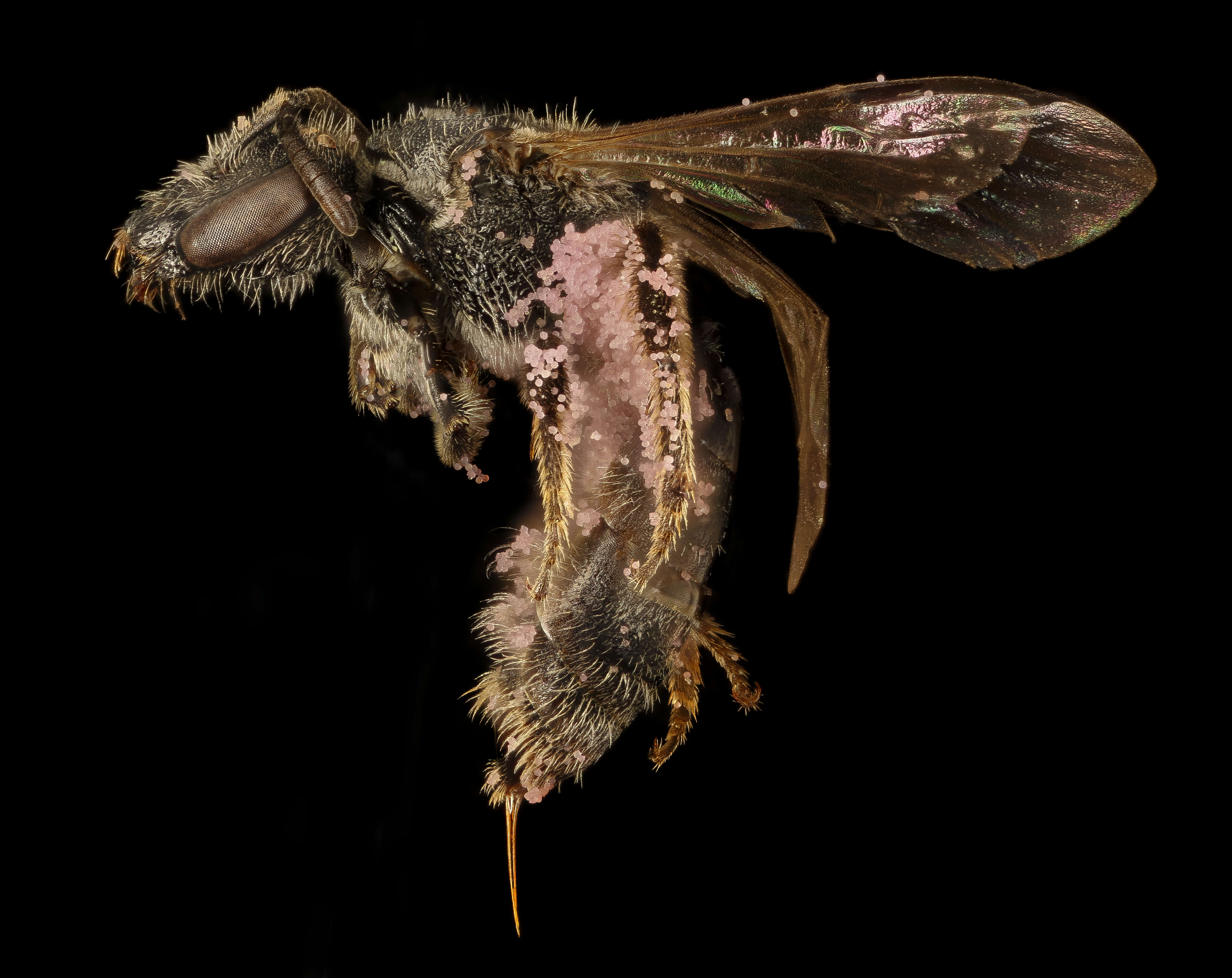 Plancia ëd Lasioglossum pectorale (Smith 1853)