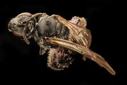 Imagem de Lasioglossum pectorale (Smith 1853)