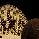 Image of Spotted Lanternfly