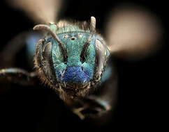 Image of Osmia calla Cockerell 1897