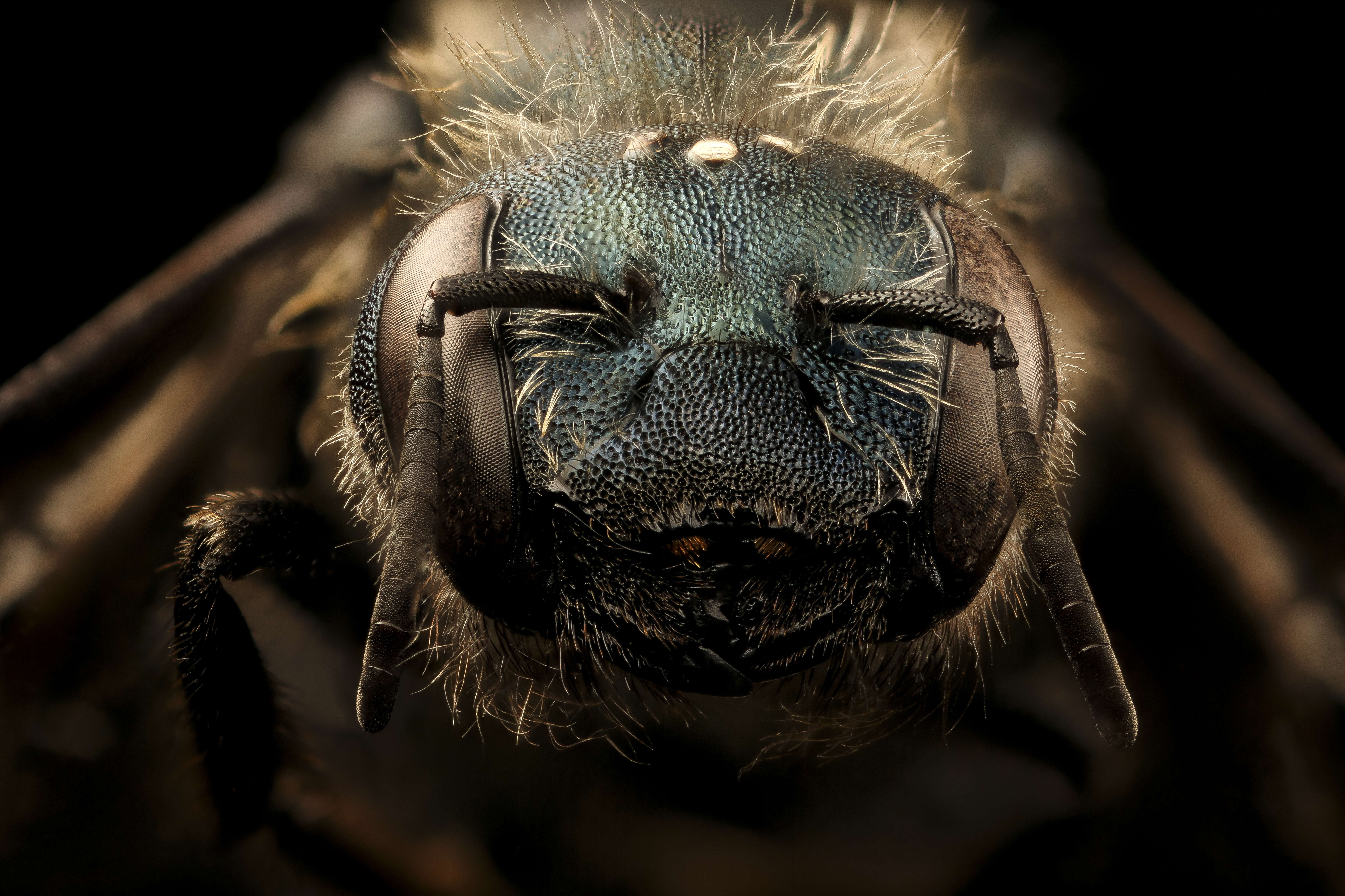 Image de Osmia felti Cockerell 1911