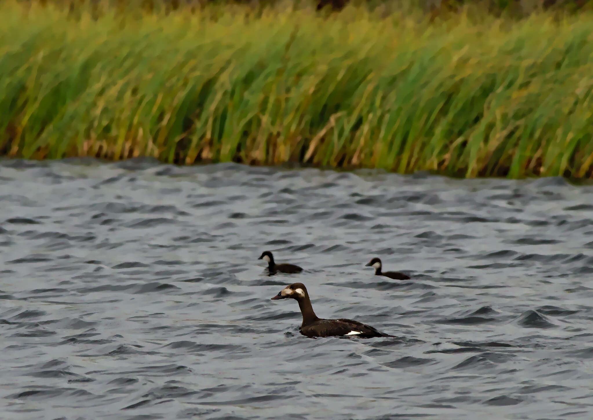 Image of Stejneger's Scoter