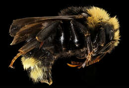 Image de Bombus insularis (Smith 1861)