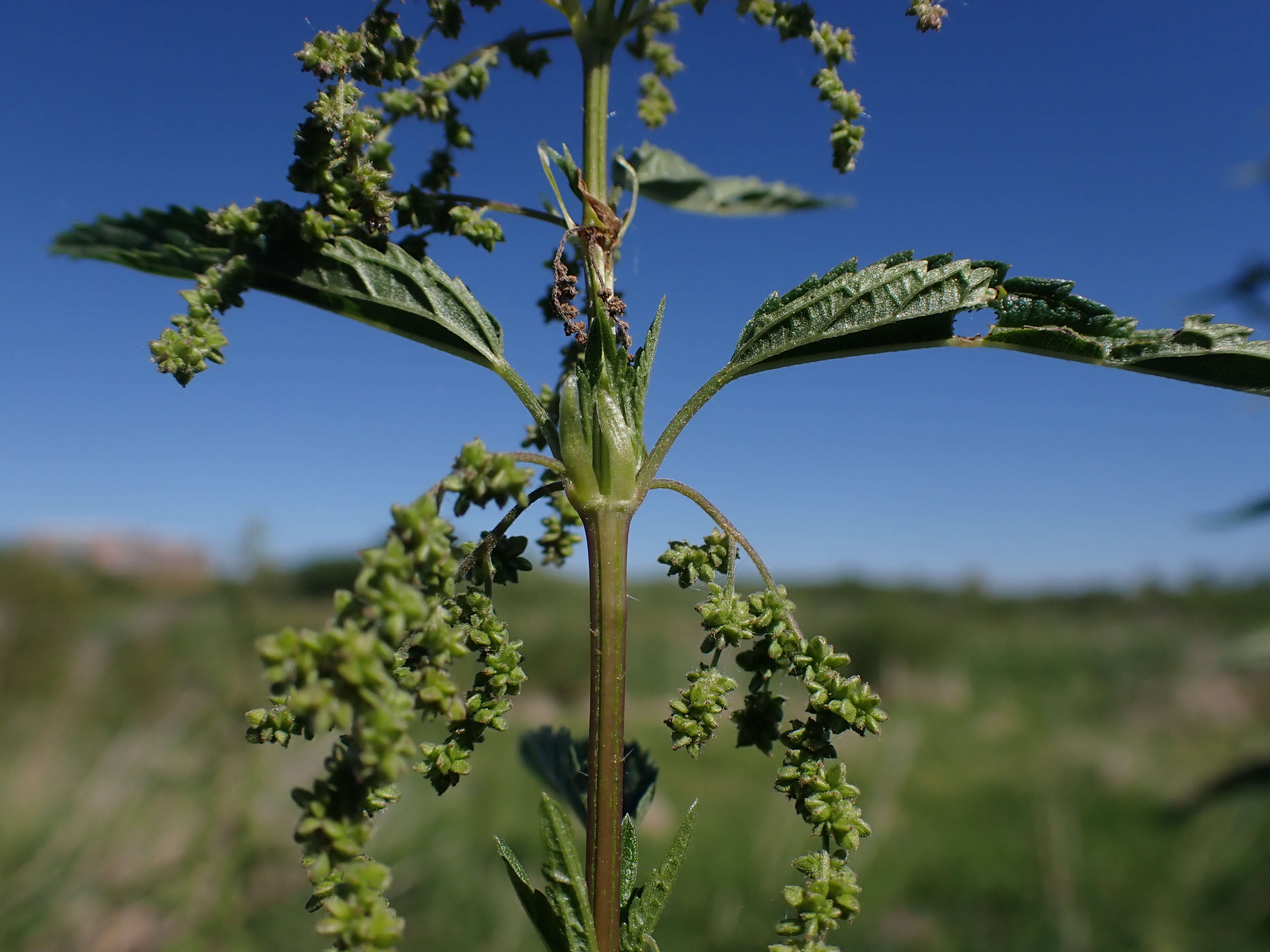 Слика од Urtica gracilis subsp. gracilis