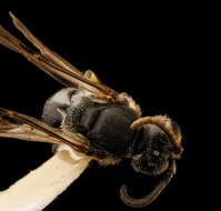 Image of Hylaeus sparsus (Cresson 1869)