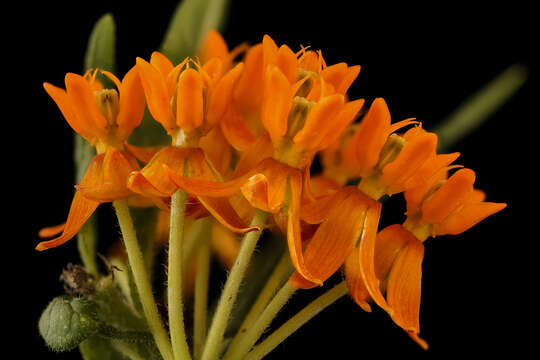 Imagem de Asclepias tuberosa L.