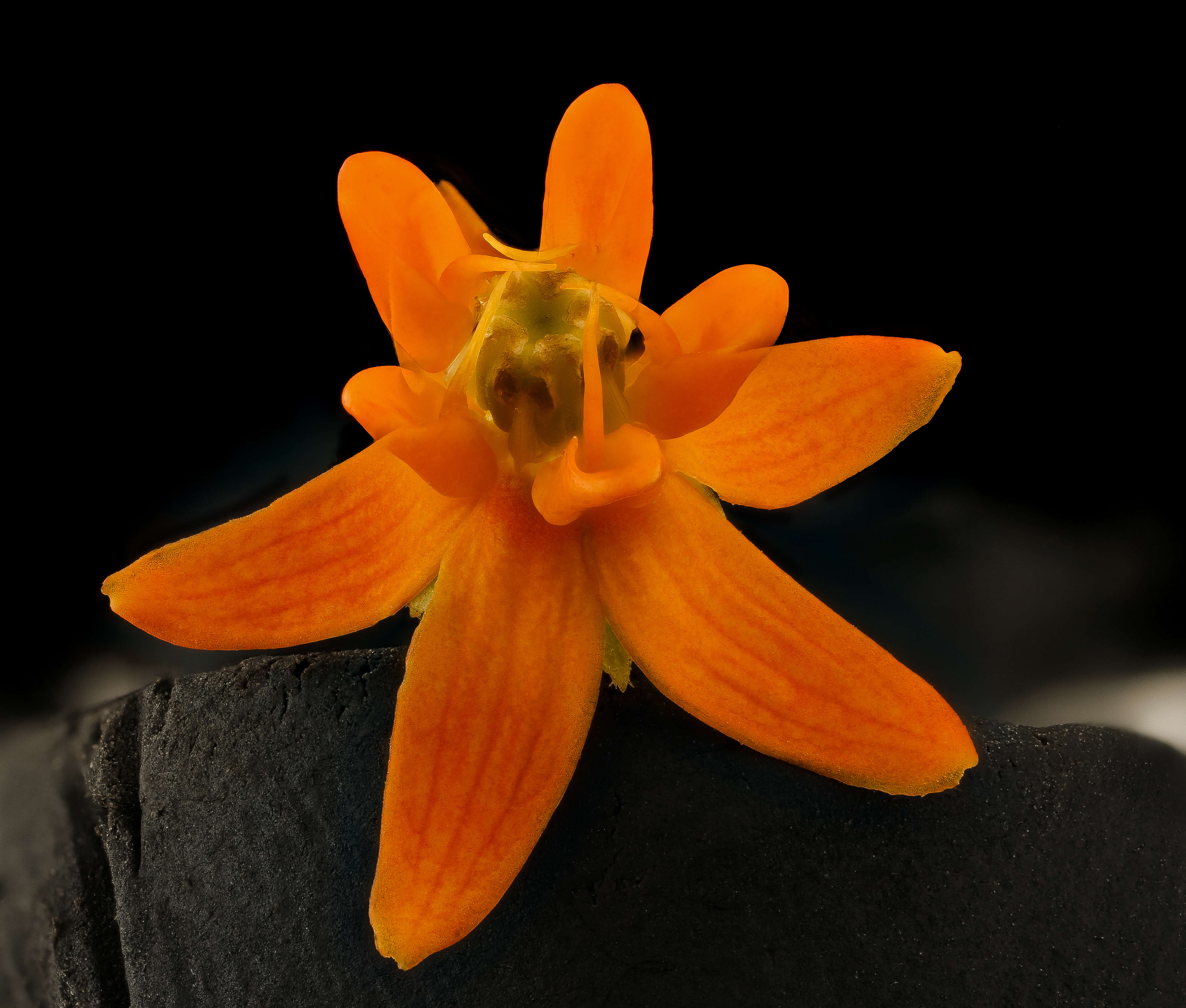 Imagem de Asclepias tuberosa L.