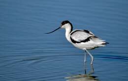 Image of avocet, pied avocet