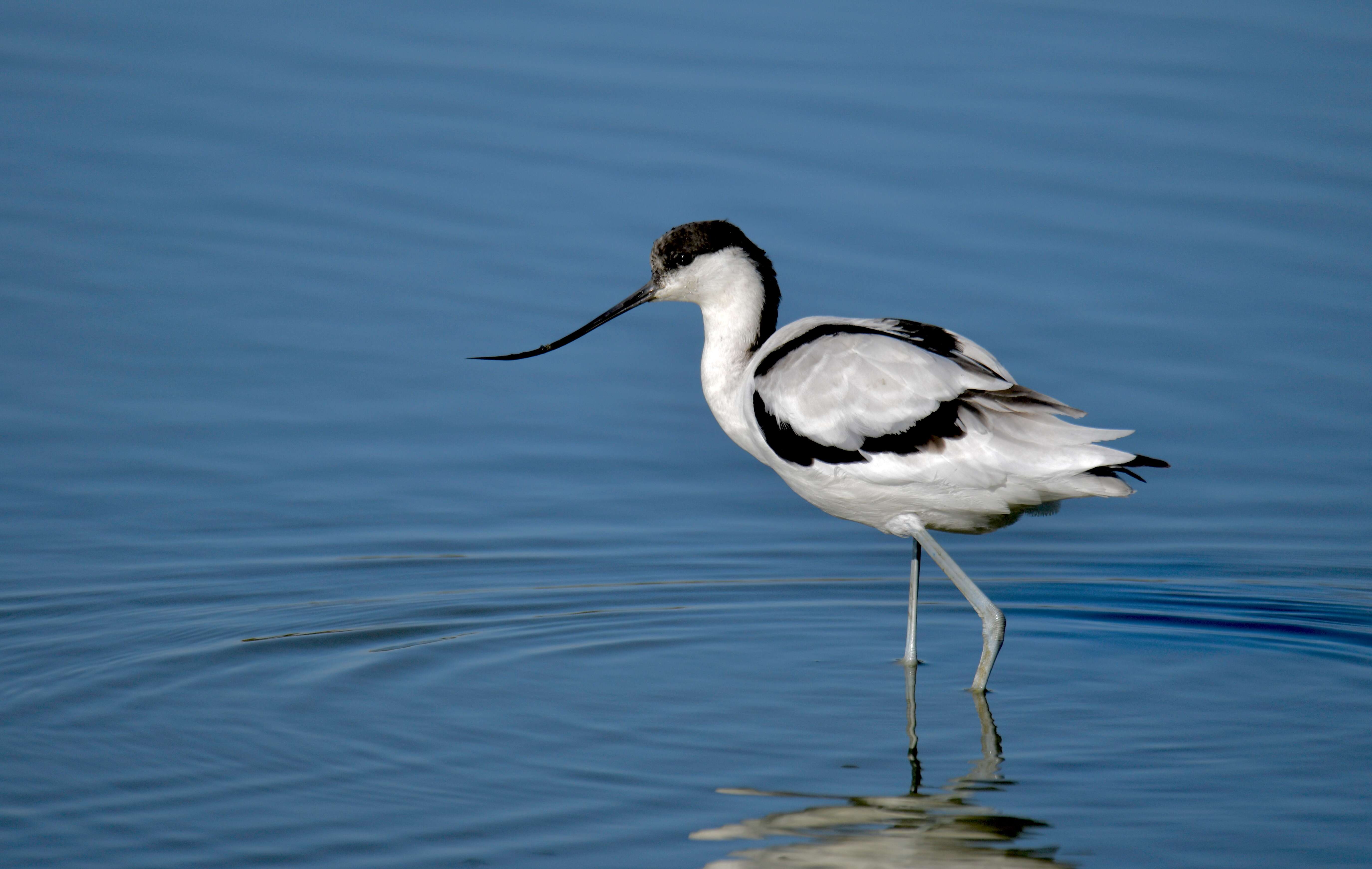 Image of avocet, pied avocet