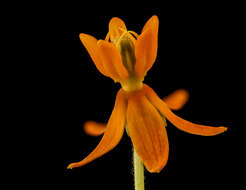 Imagem de Asclepias tuberosa L.