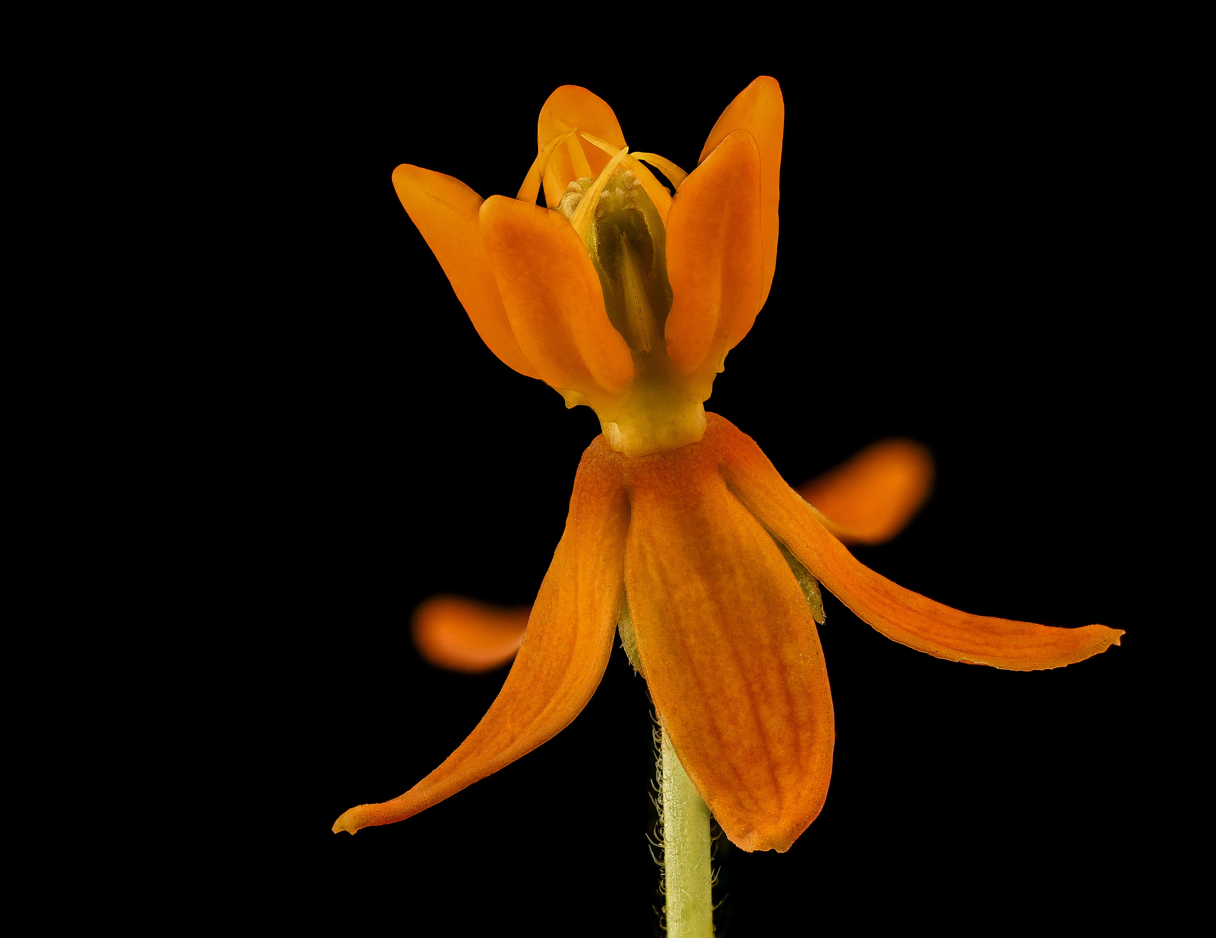 Imagem de Asclepias tuberosa L.