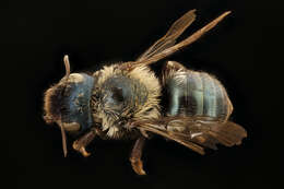 Image de Osmia inurbana Cresson 1878