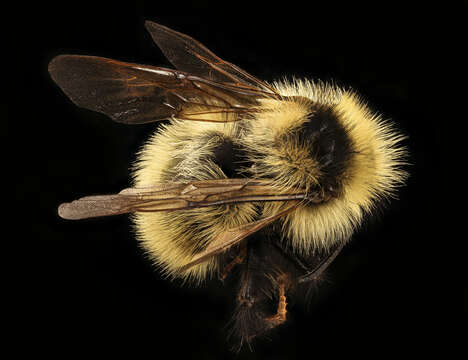 Bombus fernaldae (Franklin 1911)的圖片