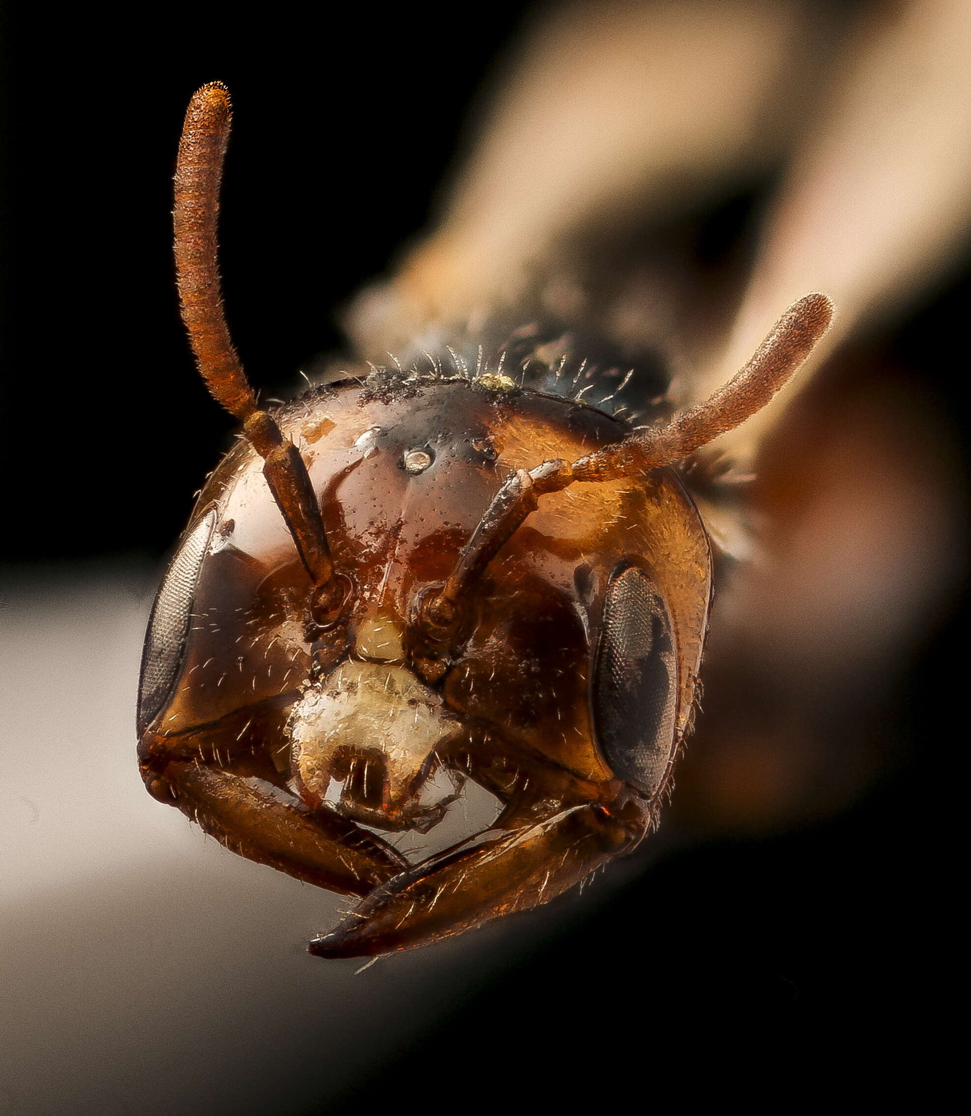 Image of Macrotera portalis (Timberlake 1954)