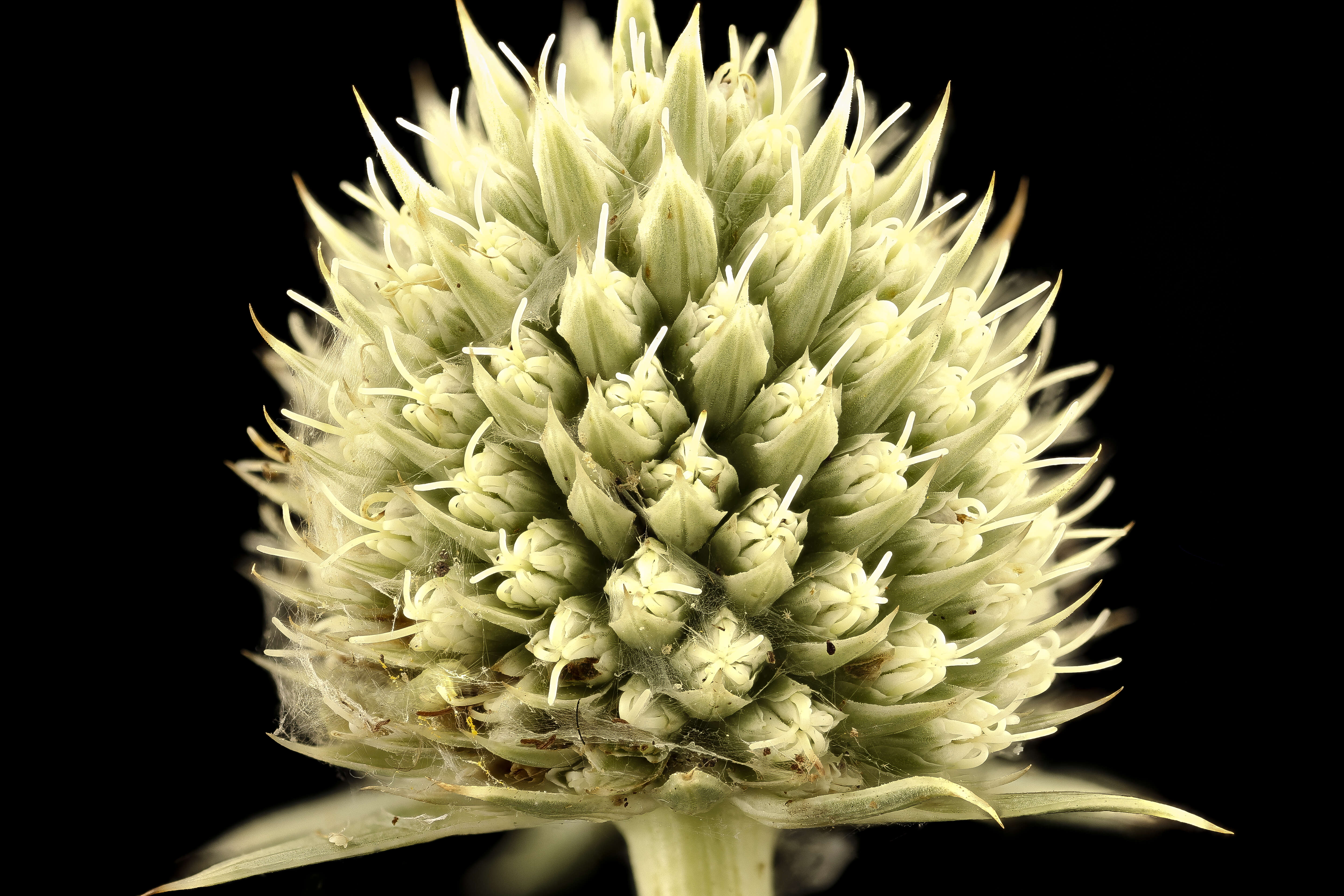 Image of button eryngo