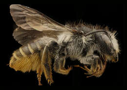 Image of Leafcutter bee