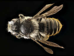 Image of Leafcutter bee