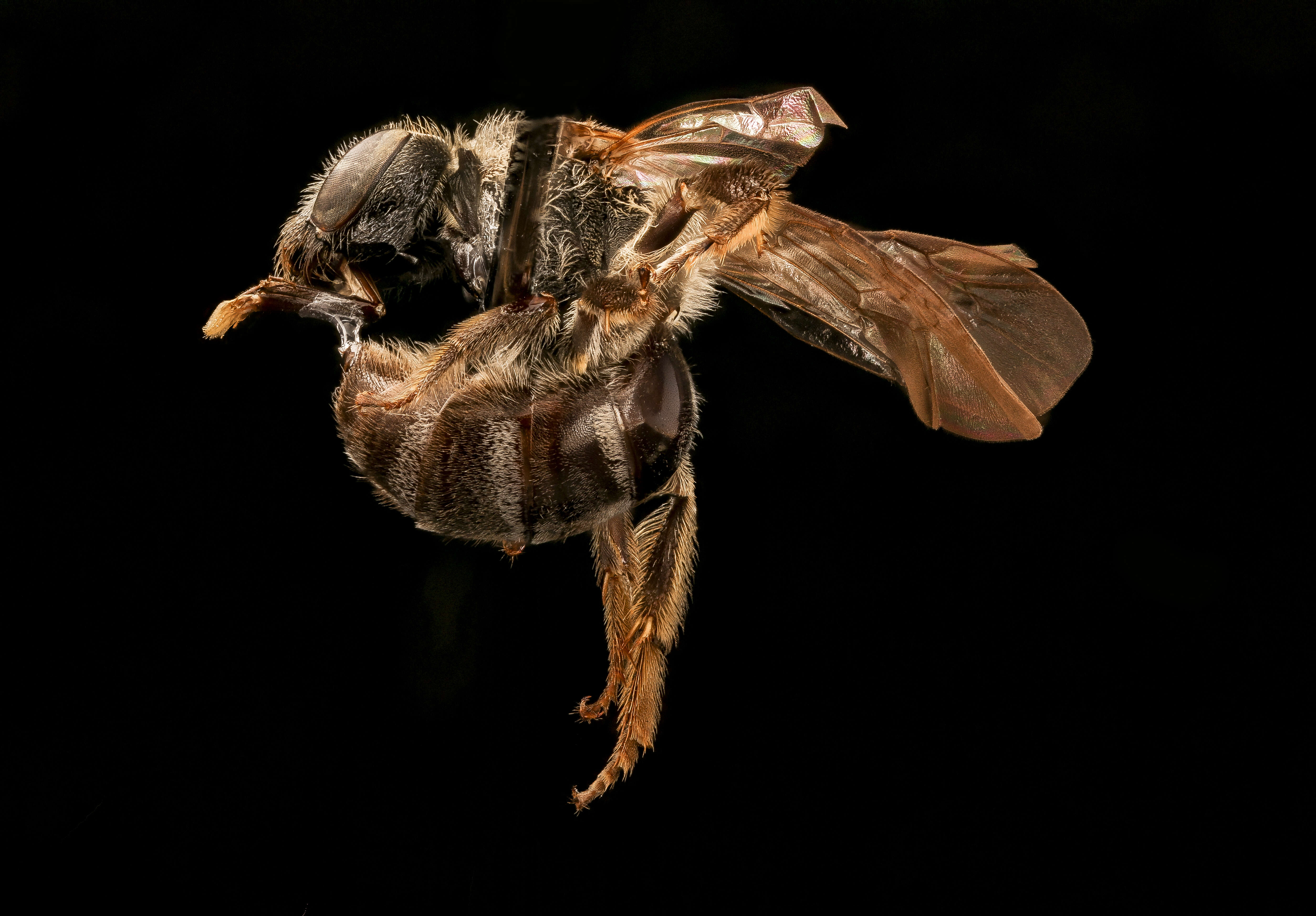 Image of Lasioglossum nelumbonis (Robertson 1890)