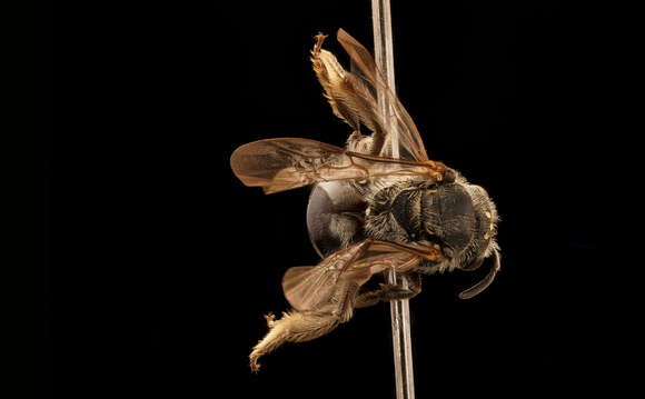 Plancia ëd Lasioglossum nelumbonis (Robertson 1890)