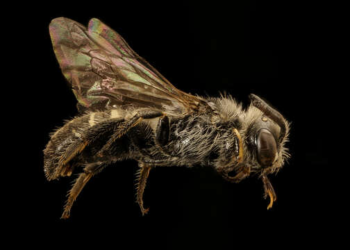 Image of Calliopsis edwardsii Cresson 1878