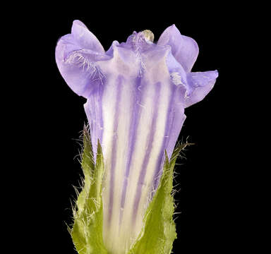 Слика од Lobelia siphilitica L.