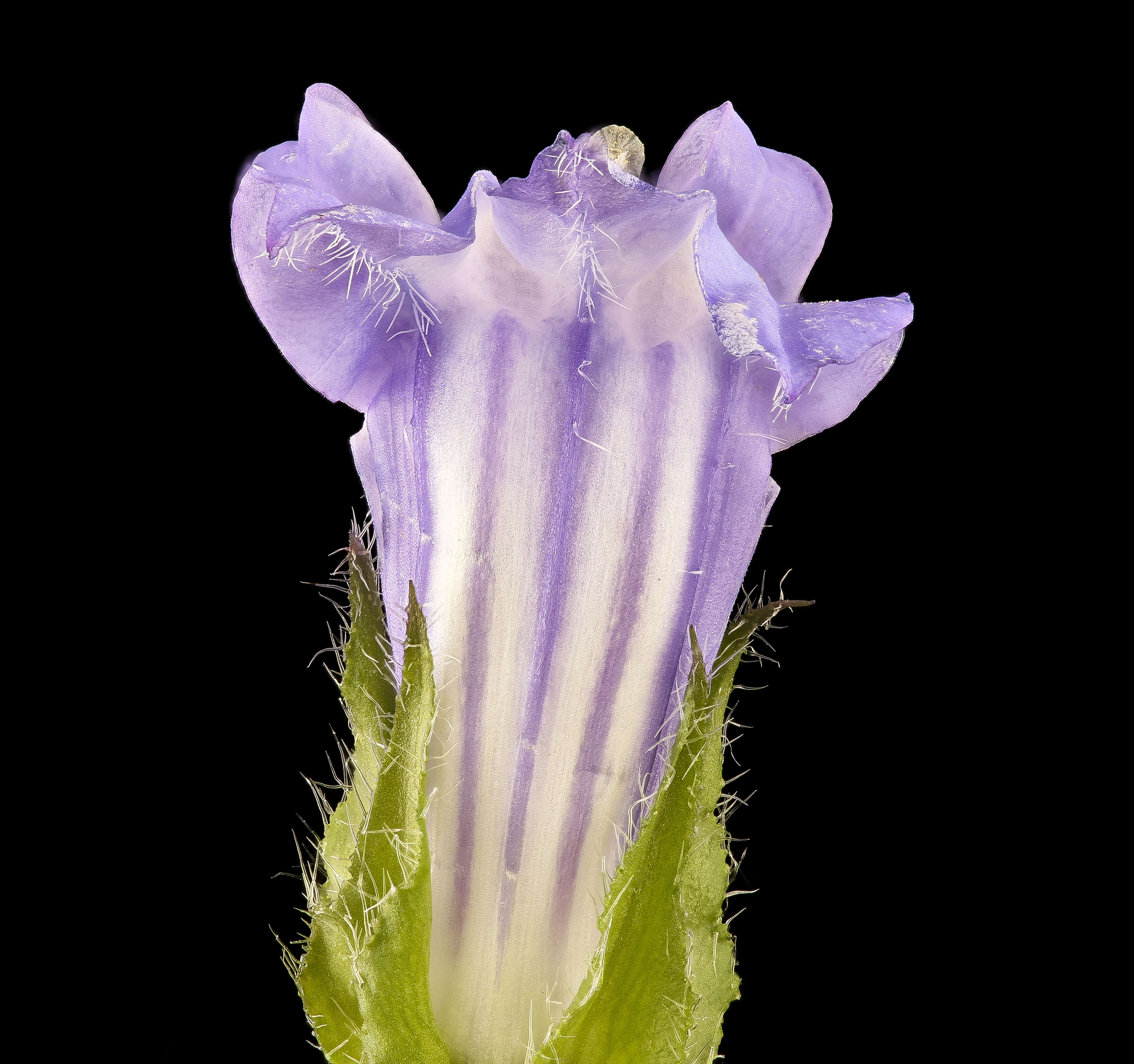 Слика од Lobelia siphilitica L.